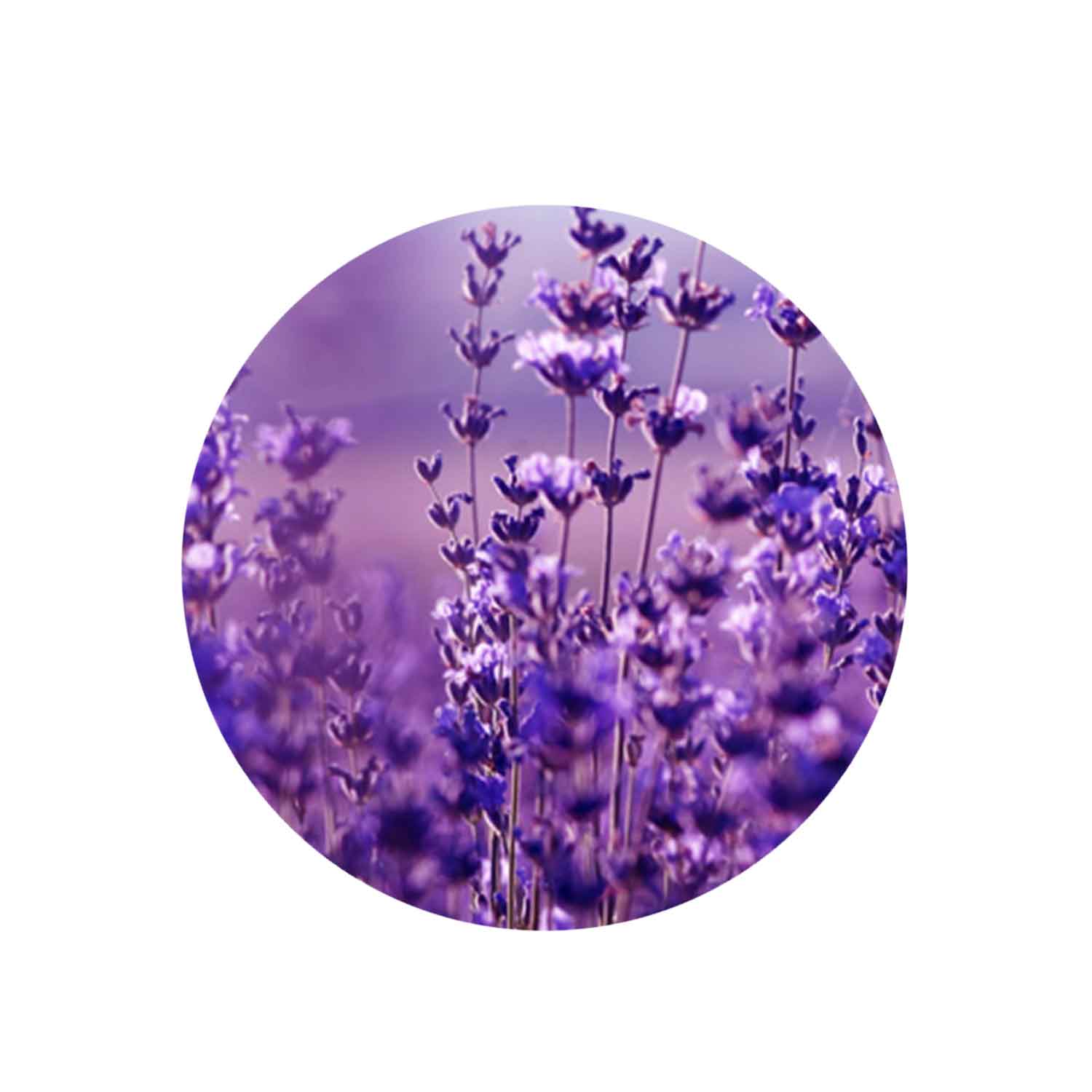 lavender essential oil