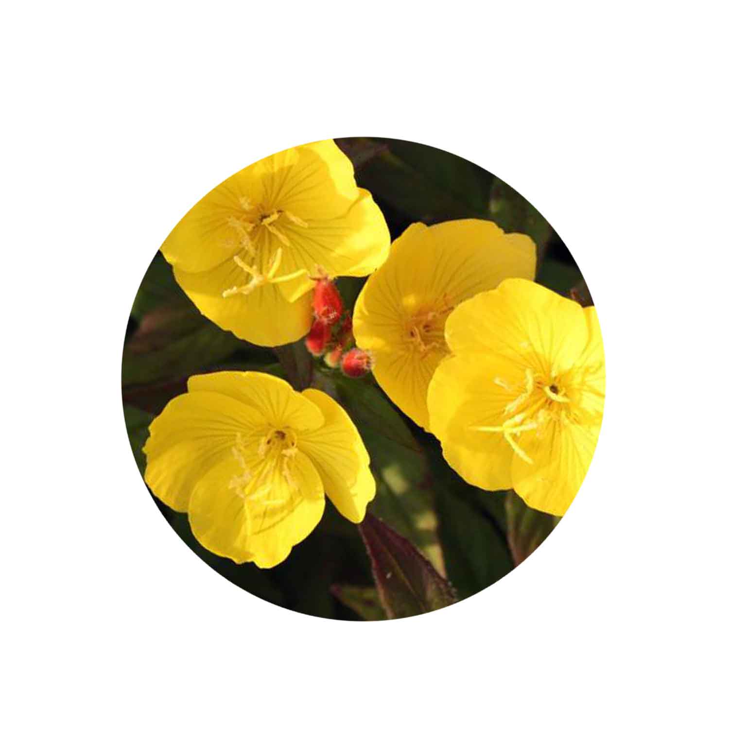 evening primrose oil properties