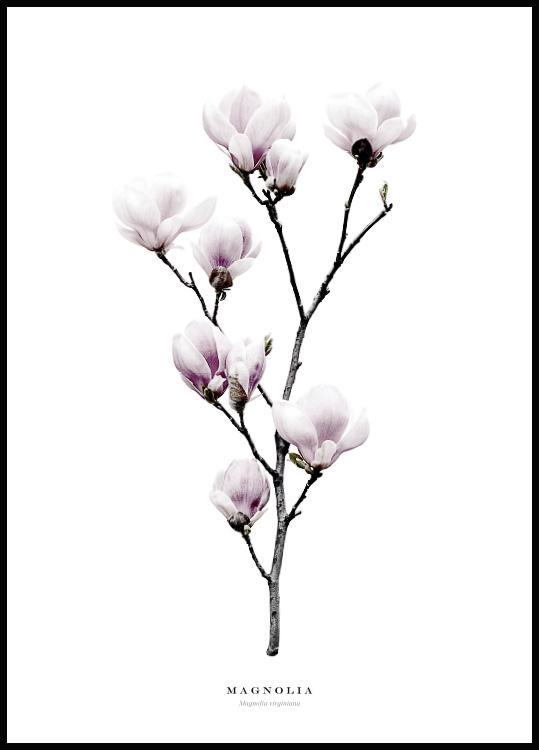 magnolie, magnolienextrakt, biosoma augencreme