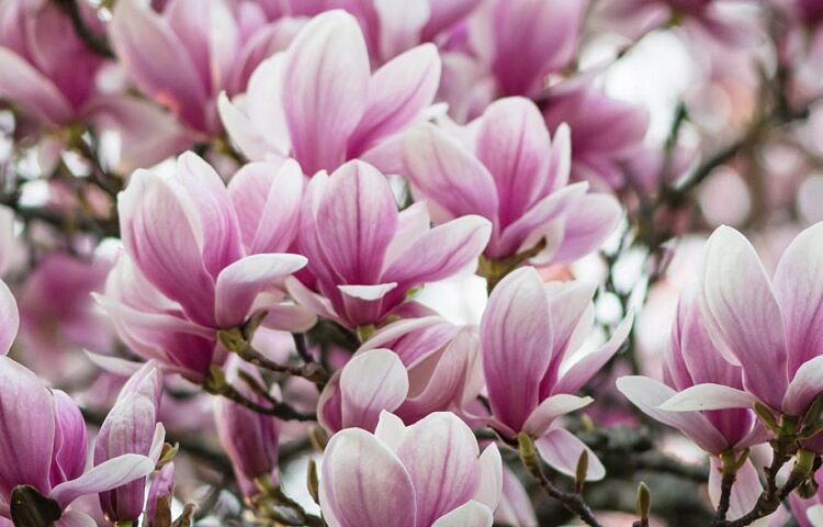 magnolia, krem pod oczy, krem pod oczy biosoma