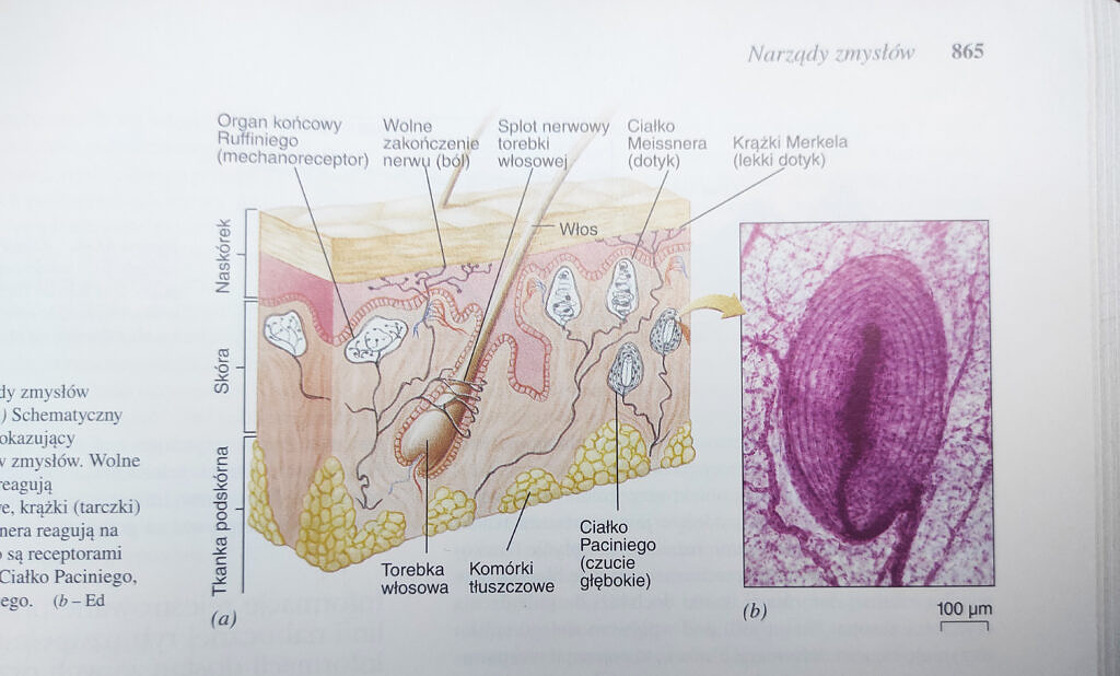 skin structure