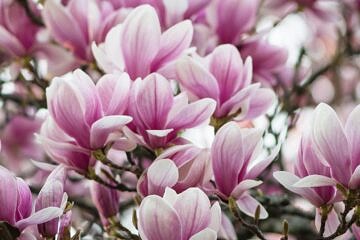 magnolia, krem pod oczy, krem pod oczy biosoma