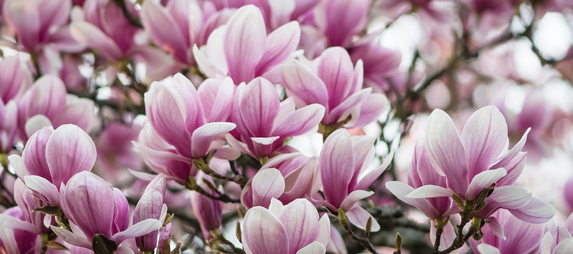 magnolia, krem pod oczy, krem pod oczy biosoma