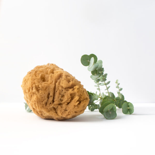 gąbka naturalna morska