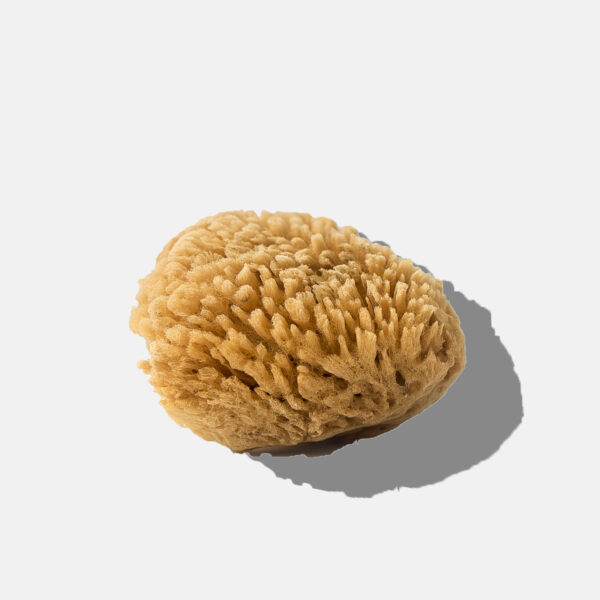 Gąbka naturalna morska