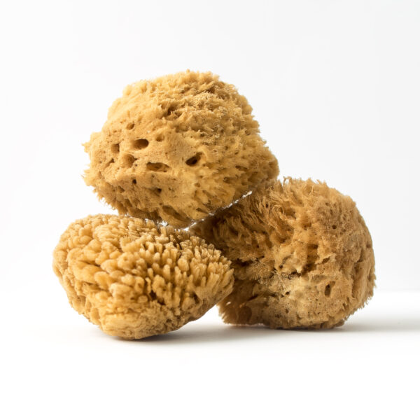 Gąbka naturalna morska